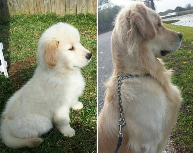 1450958803 89255 900 1450813258 xx before and after dogs growing up   880