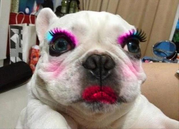 1533872530 dog funny makeup face