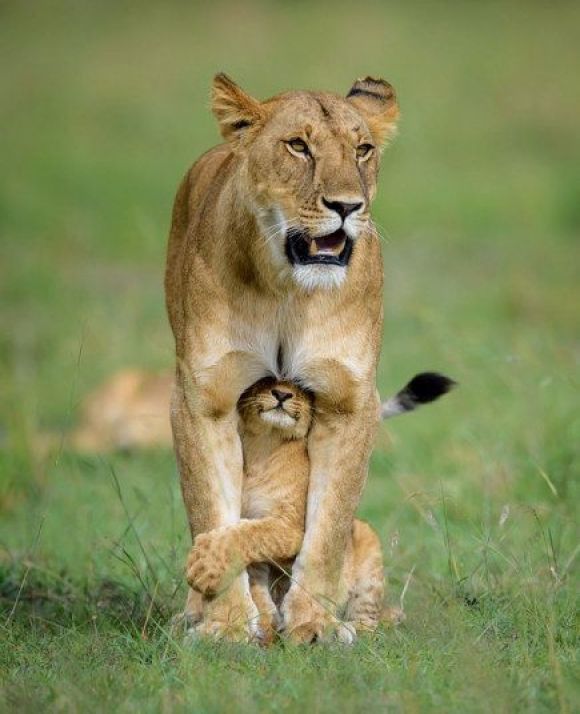 1533873209 50d2a991858de242f75b6450801538a7  funny moments lion cub