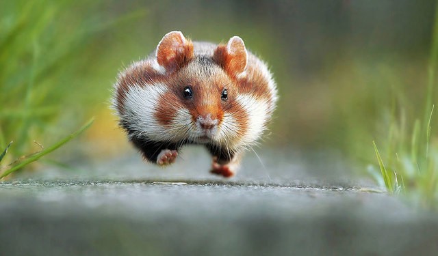 1533873383 funny animal pictures comedy wildlife photography awards 28 880