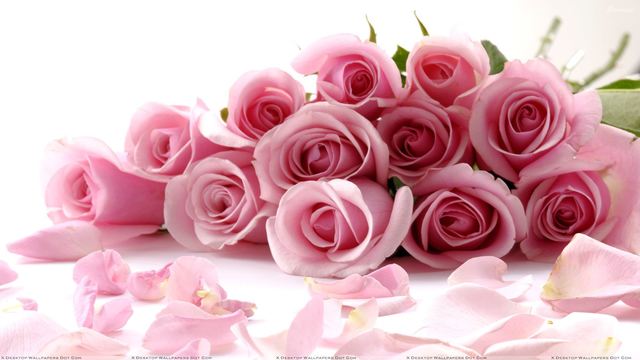 1535187603 pink 20roses 20on 20white 20background 20closeup