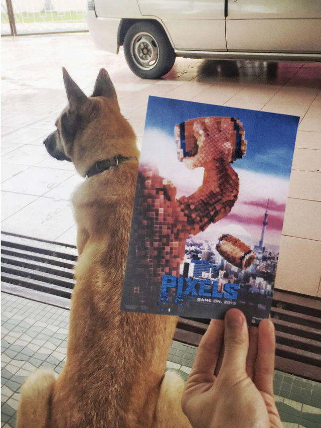 1452065082 instagrammer mashes up famous movie posters with real life puppies 4  700