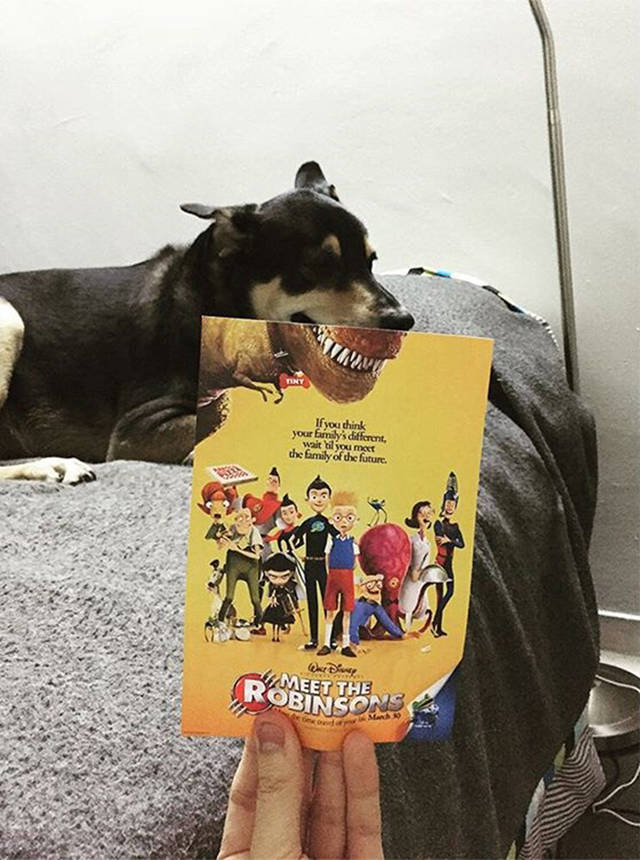 1452065205 instagrammer combines famous movie posters with real life puppies 1  700