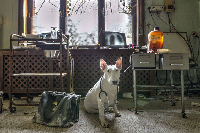1452223836 me and my dog explore abandoned places across europe 4  880