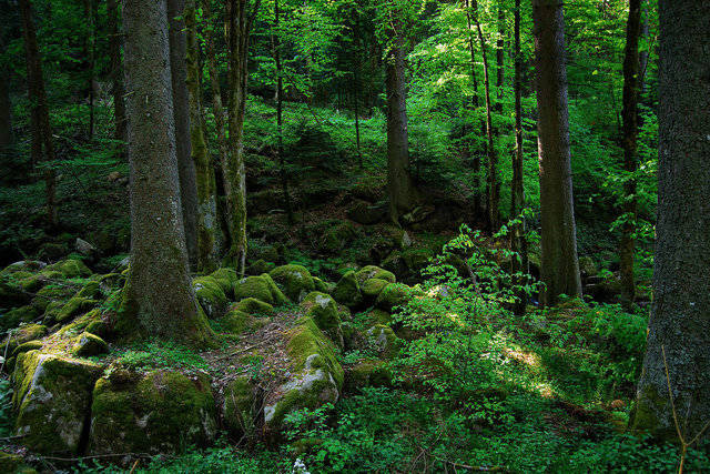 image_79619