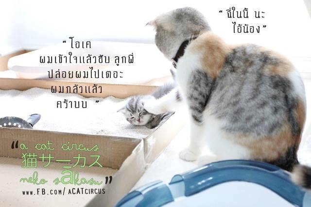 image_80032
