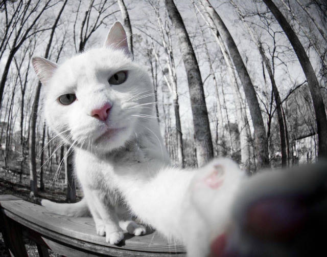 1453265288 selfcat8