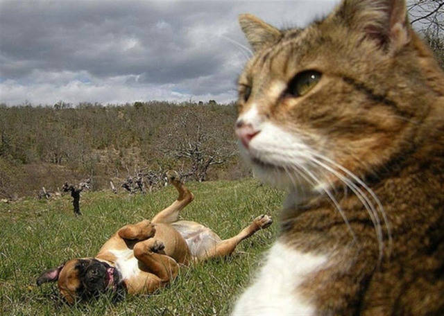 1453265404 selfcat15