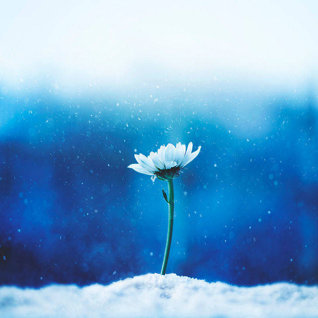 1453702480 i create whimsical images using flowers 2  880