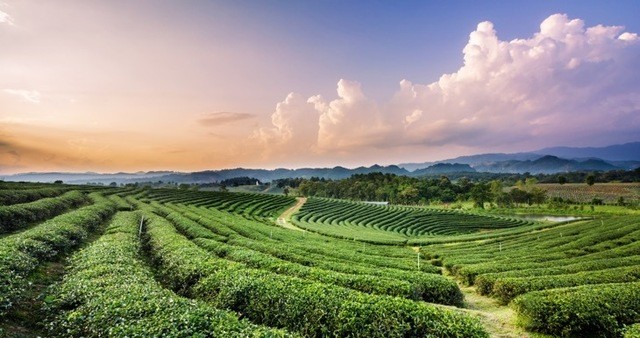1557723939 choui fong tea plantation