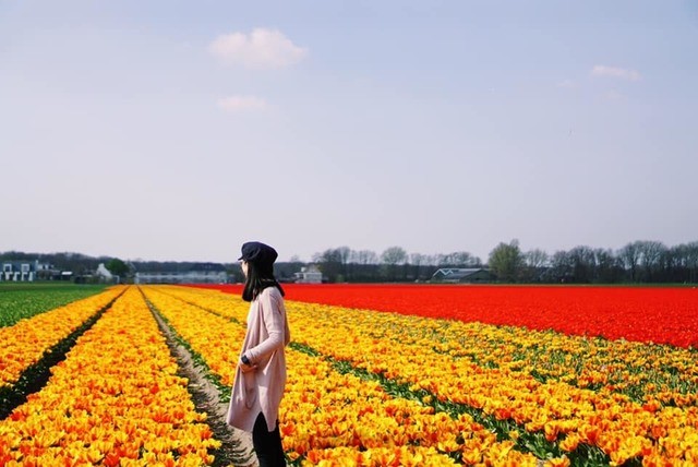 1557746748 tulip4