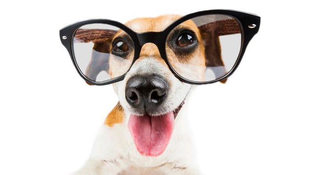 1557996525 wacky dog850