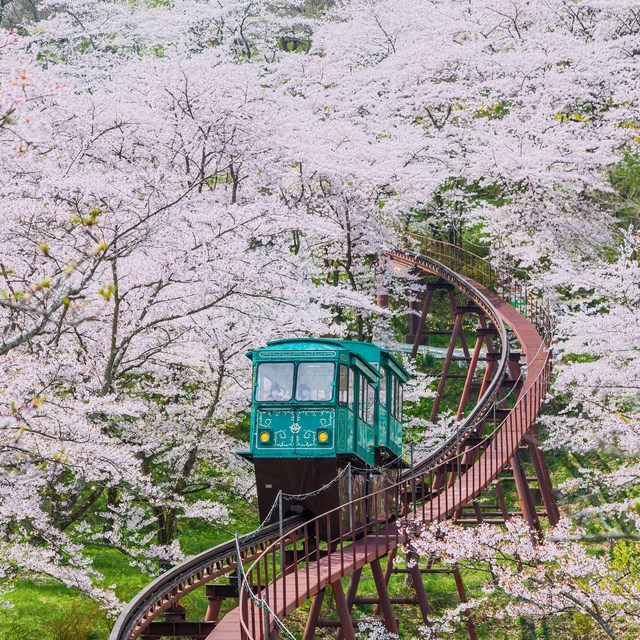 1558054448 cherry blossom funaoka castle kyoto