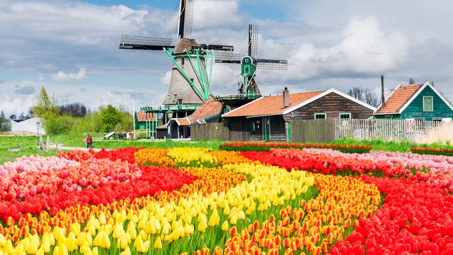 1558063350 mobile slide dutch wind mills tulip netherland
