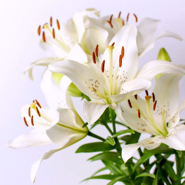 1563015354 white lily extract