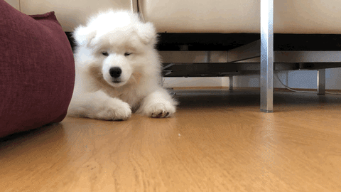 1564629503 giphy