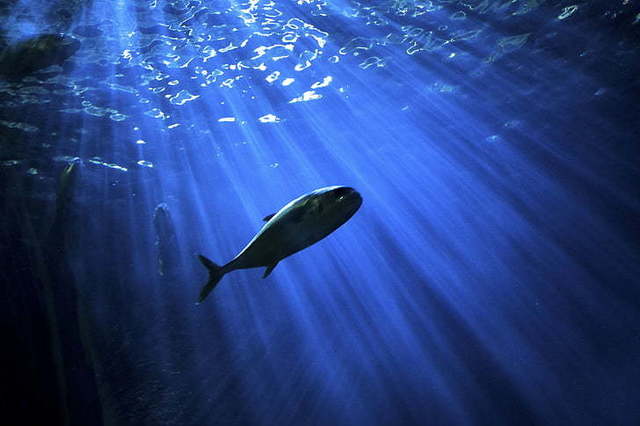 1569163519 fish underwater sea ocean preview