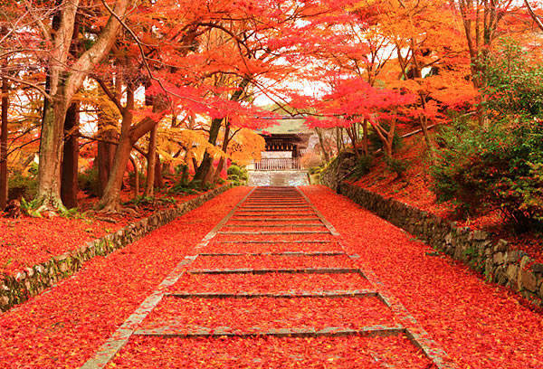 1456387878 autumn maple