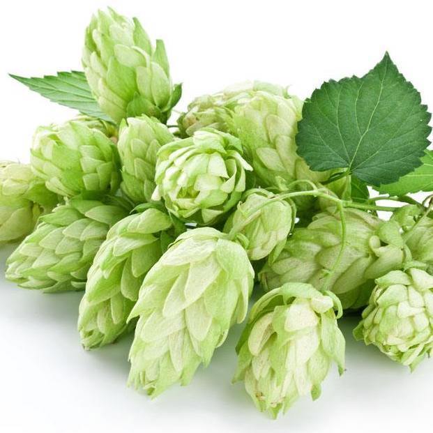 1581685682 hops flower extract xanthohumol humulus lupulus extract