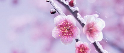 image_977474
