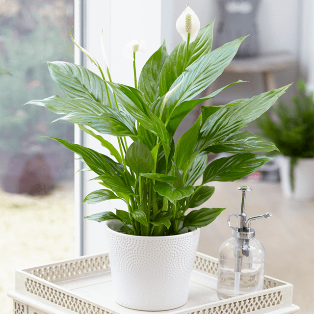 1587363515 spathiphyllum 20peace 20lily 202