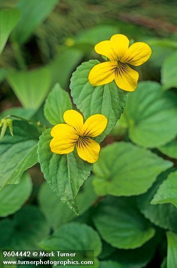image_987233