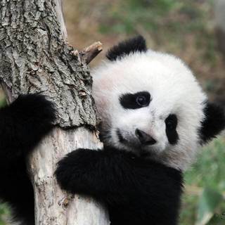 1453788957 1443072506 baby panda cubs wallpaper 1