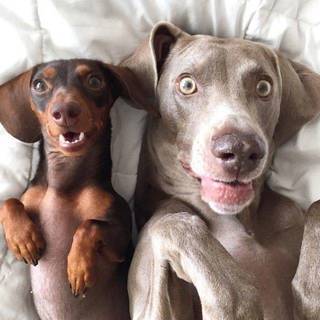 21 ภาพน้องหมาน้องแมวพากันเซลฟี่สุดฮา ดูแล้วน่ารักสุด ๆ