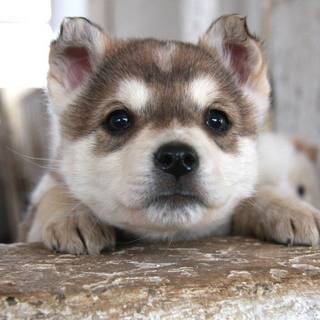 เอาใจคนรักมะหมาแสนน่ารัก ด้วยลูกสุนัขสุดน่ารักน่าเลี้ยง ♥
