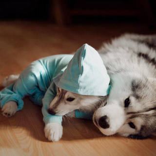 อร๊ายยน่าร้าก! รวมรูป 'จับหมาฮัสกี้มาแต่งตัวให้คิ้วท์ๆ~'