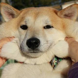 รวมภาพท่าทางสุดน่ารัก ที่เห็นแล้วต้องเอ็นดู ของเจ้าหมา 'ชิบะอินุ'