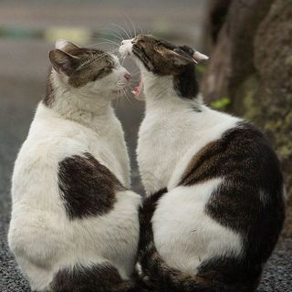 1470650778 tokyo stray cat photography busanyan masayuki oki japan a38 57616a5f77b89  700