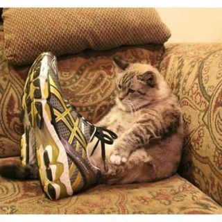 1471345960 20 cute photos of animals wearing shoes 12