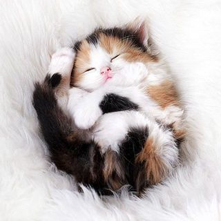 แมวหรือตุ๊กตา?! ทำไมถึงได้น่ารักขนาดนี้!