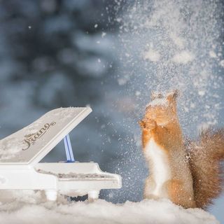 1471853152 i have shot photos from wild red squirrels with tiny music instruments this half year 14  880