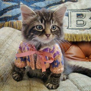 1477536807 cute animals wearing tiny sweaters 1 57ff4f6925de7  605