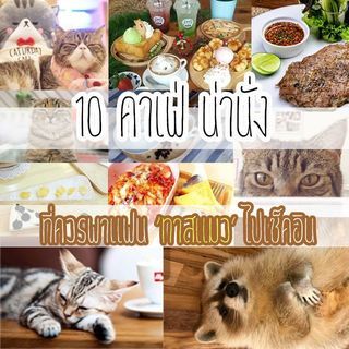 10 คาเฟ่น่านั่ง ที่ควรชวนแฟน "ทาสแมว" ไปเช็คอิน!