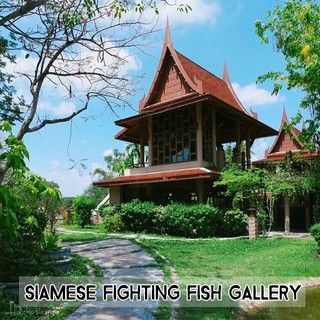 เรียนรู้ชีวิตนักสู้แห่งสายน้ำที่พิพิธภัณฑ์ปลากัดไทย