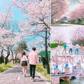 เคลียร์วันให้พร้อม! 5 ที่ในเกาหลี ชม 'ดอกซากุระ' แบบฟินๆ อินกับ Spring  2018! 🌸