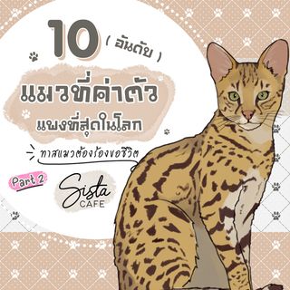 10 อันดับ แมวที่ค่าตัวแพงที่สุดในโลก ทาสแมวต้องร้องขอชีวิต Part 2