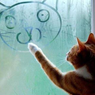 1443435770 1437639683 cat writes on glass
