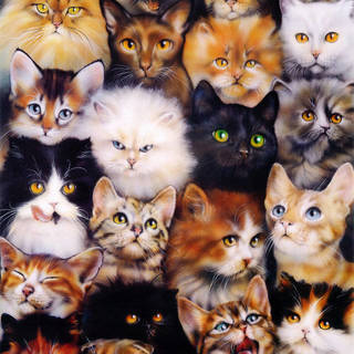 1443435794 1435743055 cat collage by danmcmanis d20klx8