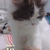 ผู้หญิงหุ่นหมี