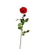1613550467 rose