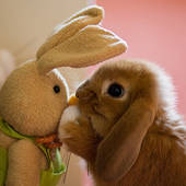 ✿ *:.｡.Best Bunny Buddies.｡.:* ✿