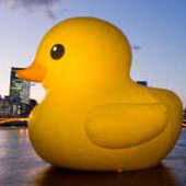 Duckling_Dear