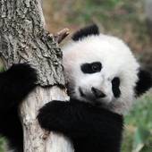 Icon 1443072506 baby panda cubs wallpaper 1