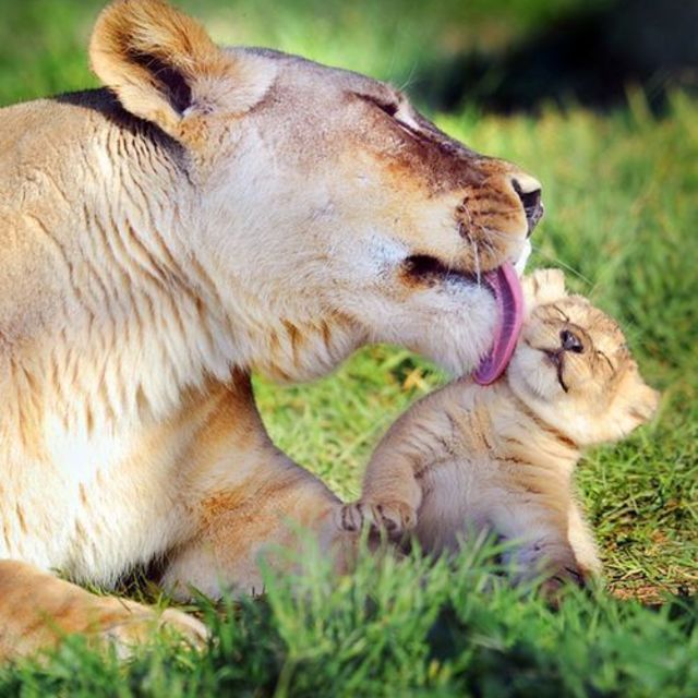 สุดยอดภาพแม่ลูก 'สัตว์โลกน่ารัก' ที่จะทำให้เราคิดถึงแม่ที่บ้านสุดๆ 