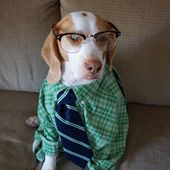 Icon dressed up dog costume beagle maymothedog 21 579f595bbd031  700