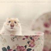 Icon cute hamsters 3  880